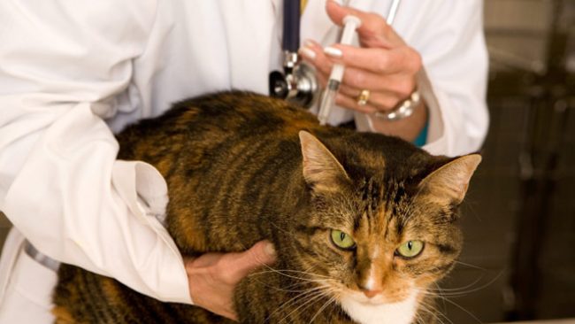 摂理猫　ワクチン
