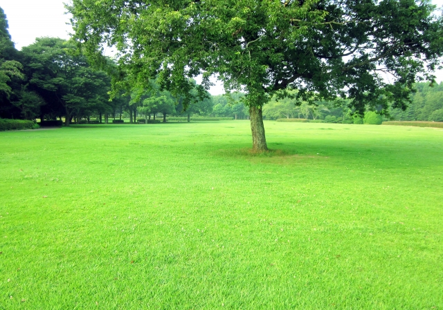 緑　公園　木