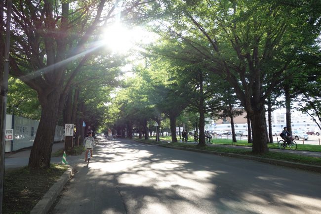 北海道大学の景色 (4)
