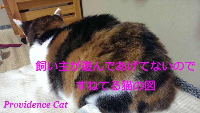 摂理猫20150120