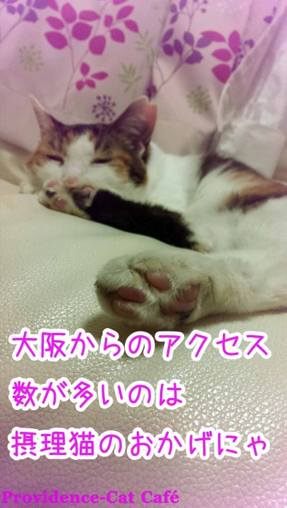 摂理猫様、大阪からのアクセスの多さにご満悦