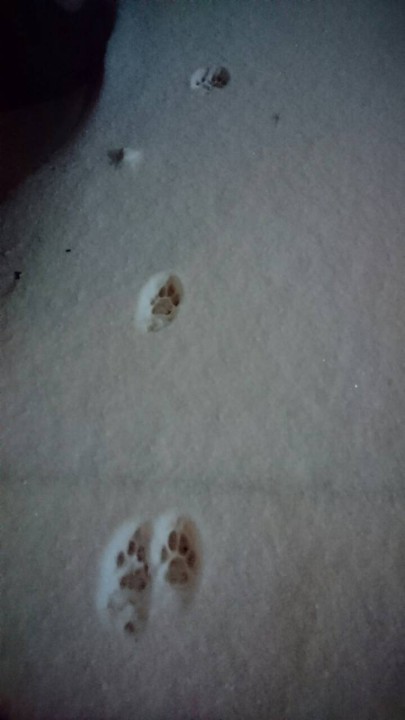 雪★猫の足跡１