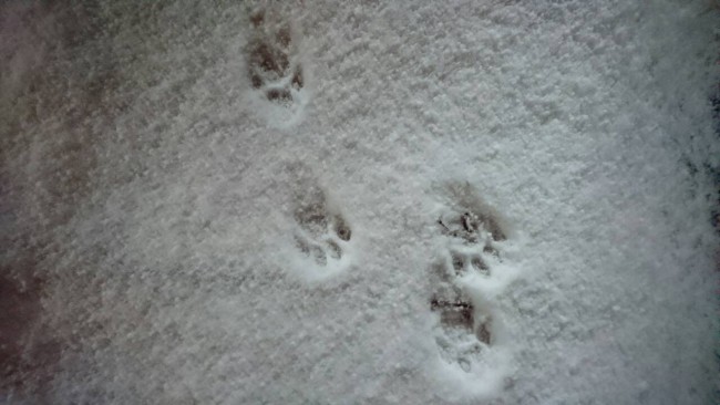 雪★猫の足跡２