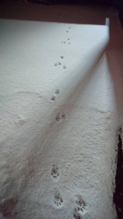 雪★猫の足跡３