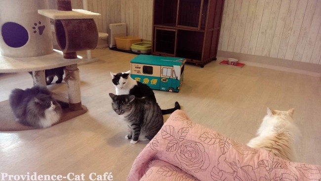 茨城阿見の猫カフェ