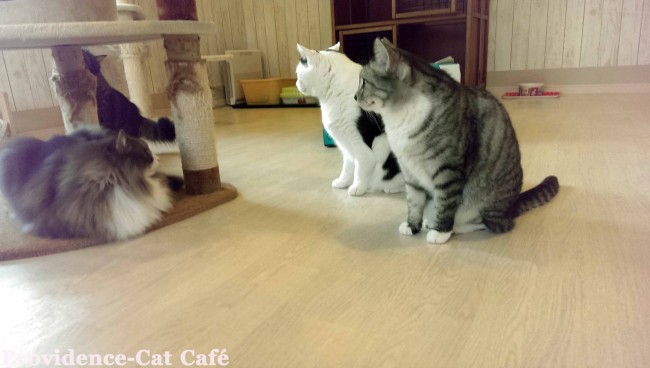 茨城阿見の猫カフェ1