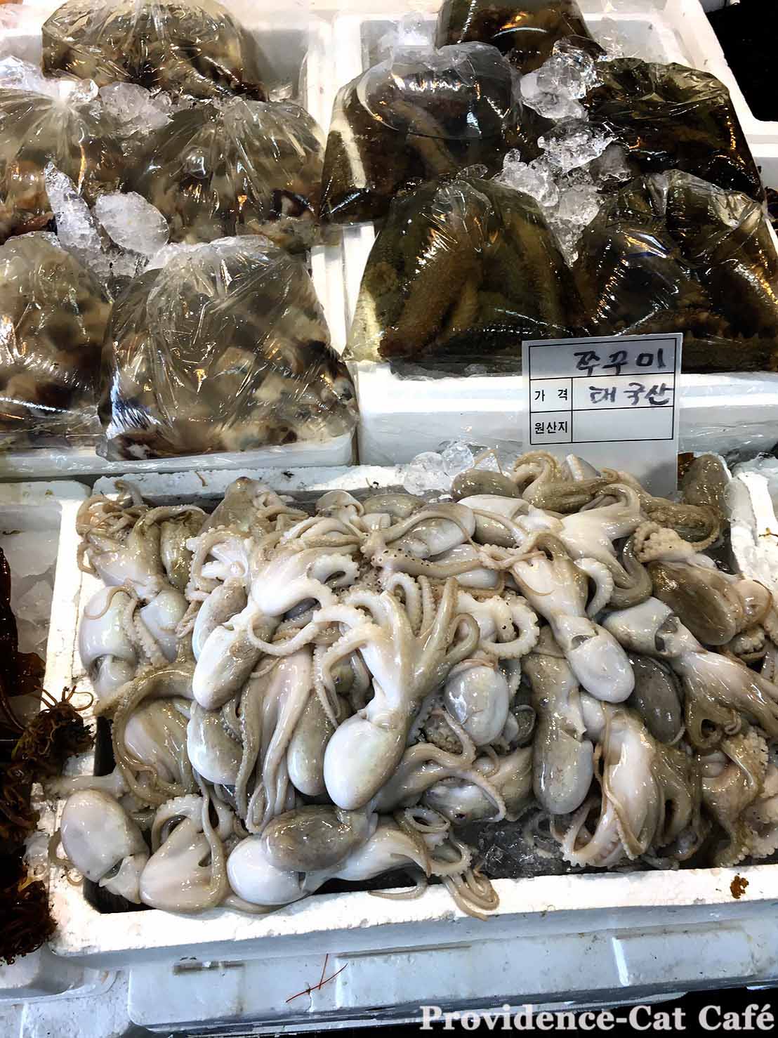 韓国大田（テジョン）の魚市場-タコ祭り