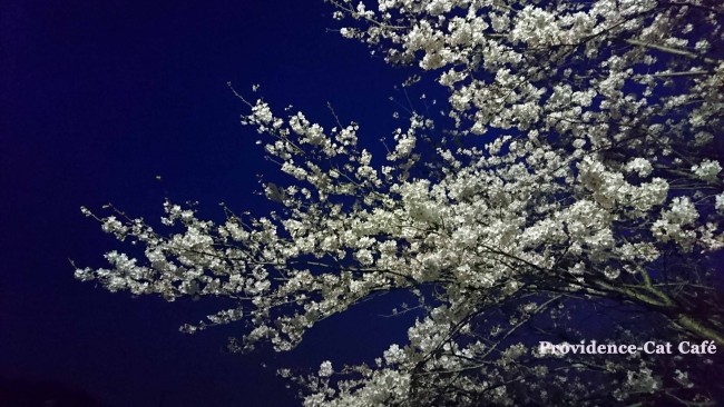 つくば市の夜桜