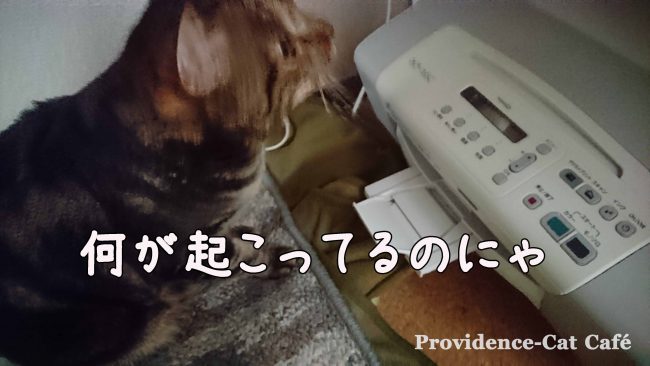 201604摂理猫とプリンター (2)