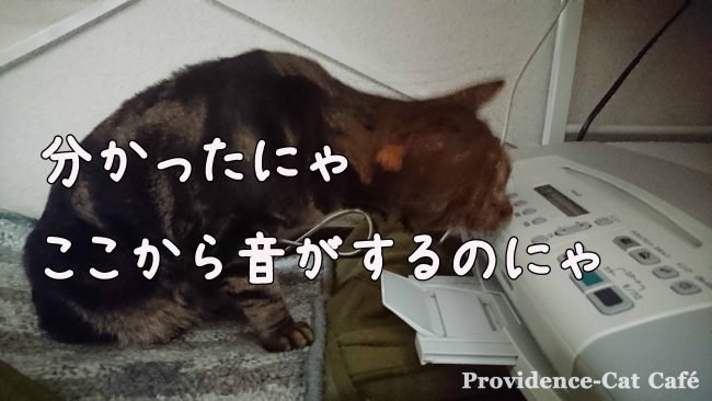 201604摂理猫とプリンター (3)