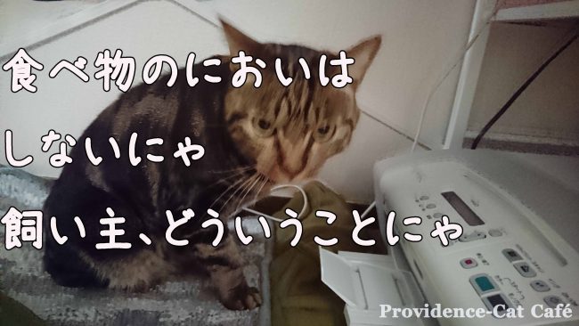 201604摂理猫とプリンター (5)