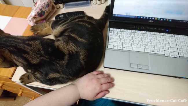 猫がパソコンの時に邪魔してくる件