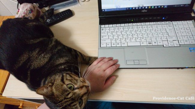 猫がパソコンの時に邪魔してくる件２