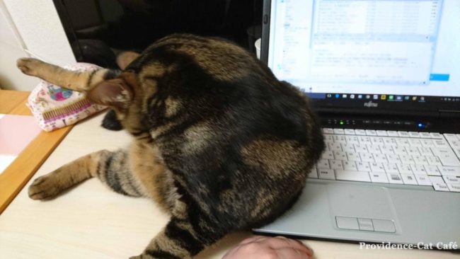 猫がパソコンの時に邪魔してくる件８