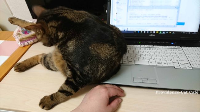 猫がパソコンの時に邪魔してくる件５