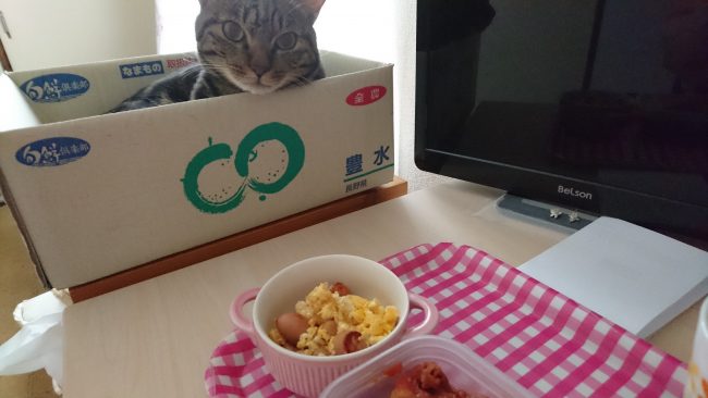 摂理猫二世と朝食５