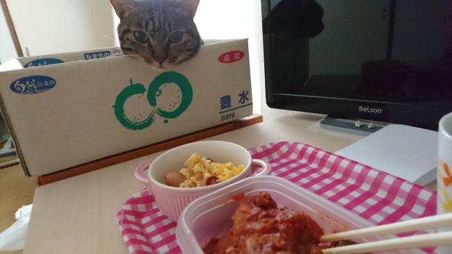 摂理猫二世と朝食２