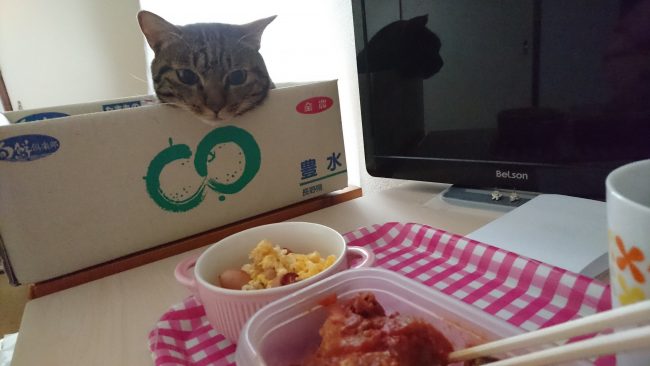 摂理猫二世と朝食１