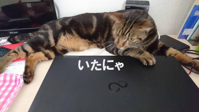 摂理猫二世とパソコン201609 (2)