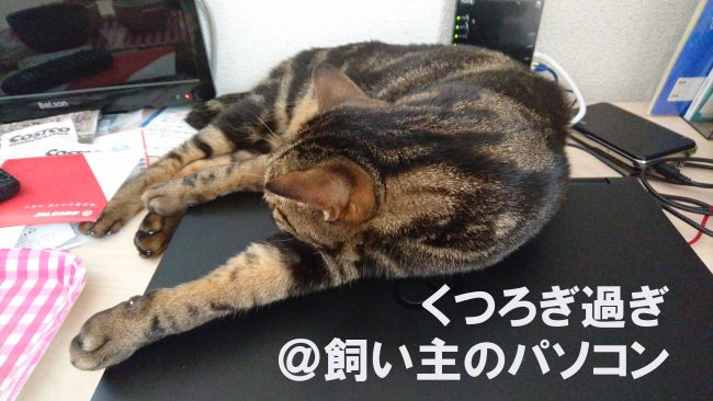 摂理猫二世とパソコン201609 (5)
