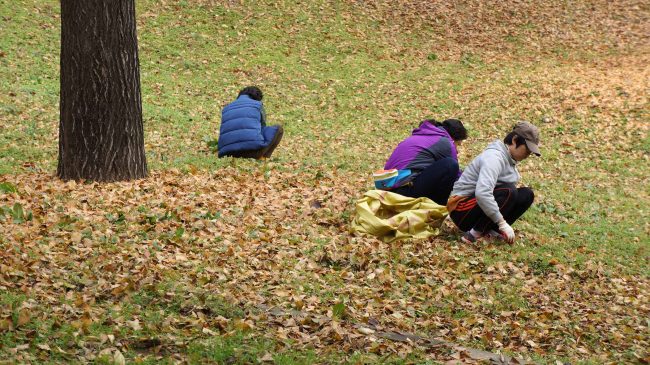月明洞　守衛所からの坂道　2016年11月11日８　ボランティア作業　掃除する人　落ち葉拾い２