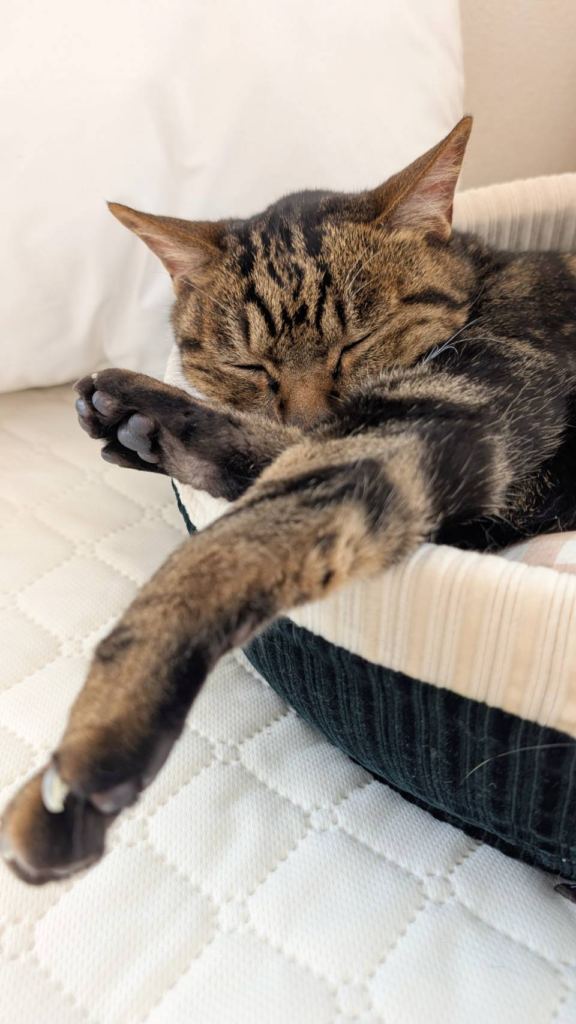 可愛い猫　寝てる猫　キリスト教福音宣教会　猫20260612