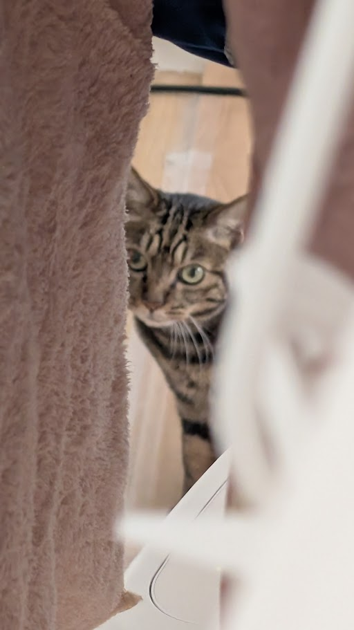 猫　とらにゃん　キリスト教福音宣教会20260708