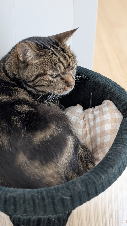 猫　とらにゃん　キリスト教福音宣教会20260712