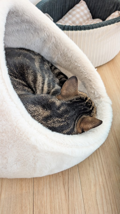 猫　とらにゃん　キリスト教福音宣教会20260723