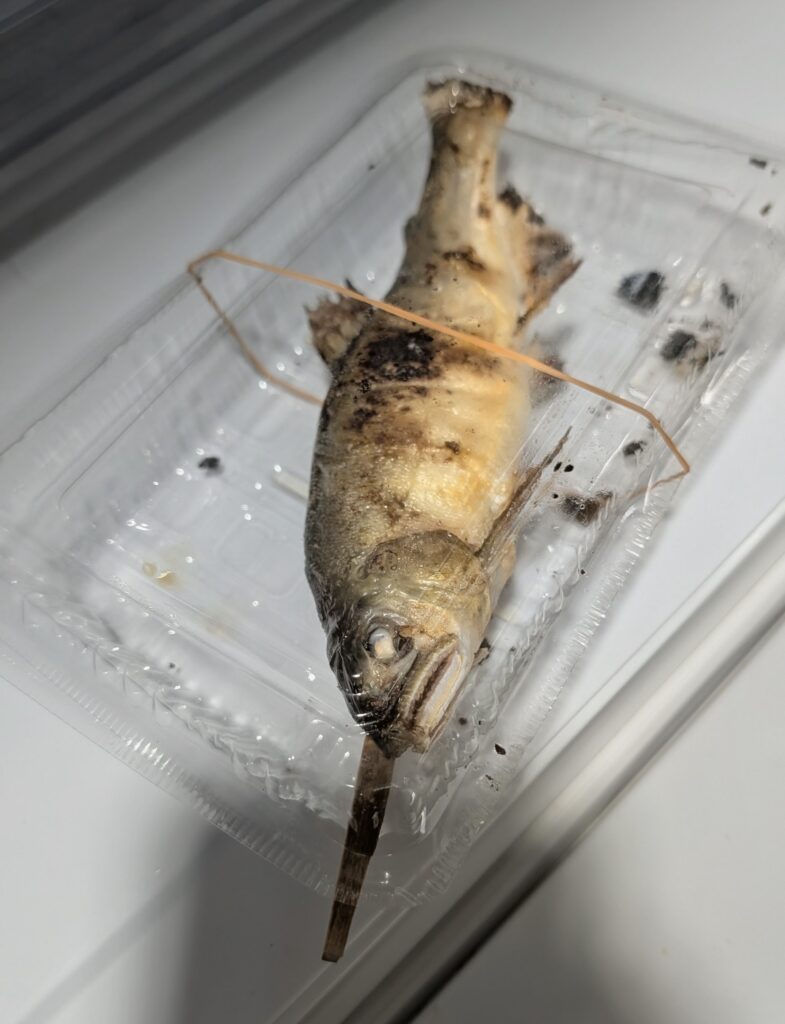 アユの塩焼き　茅ヶ崎