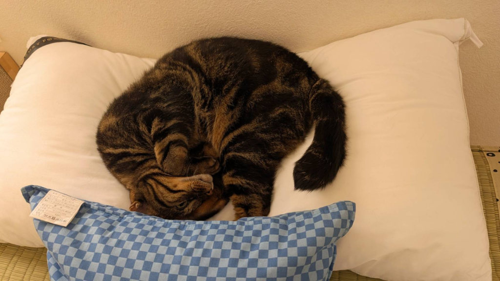 猫　とらにゃん　キリスト教福音宣教会20260816