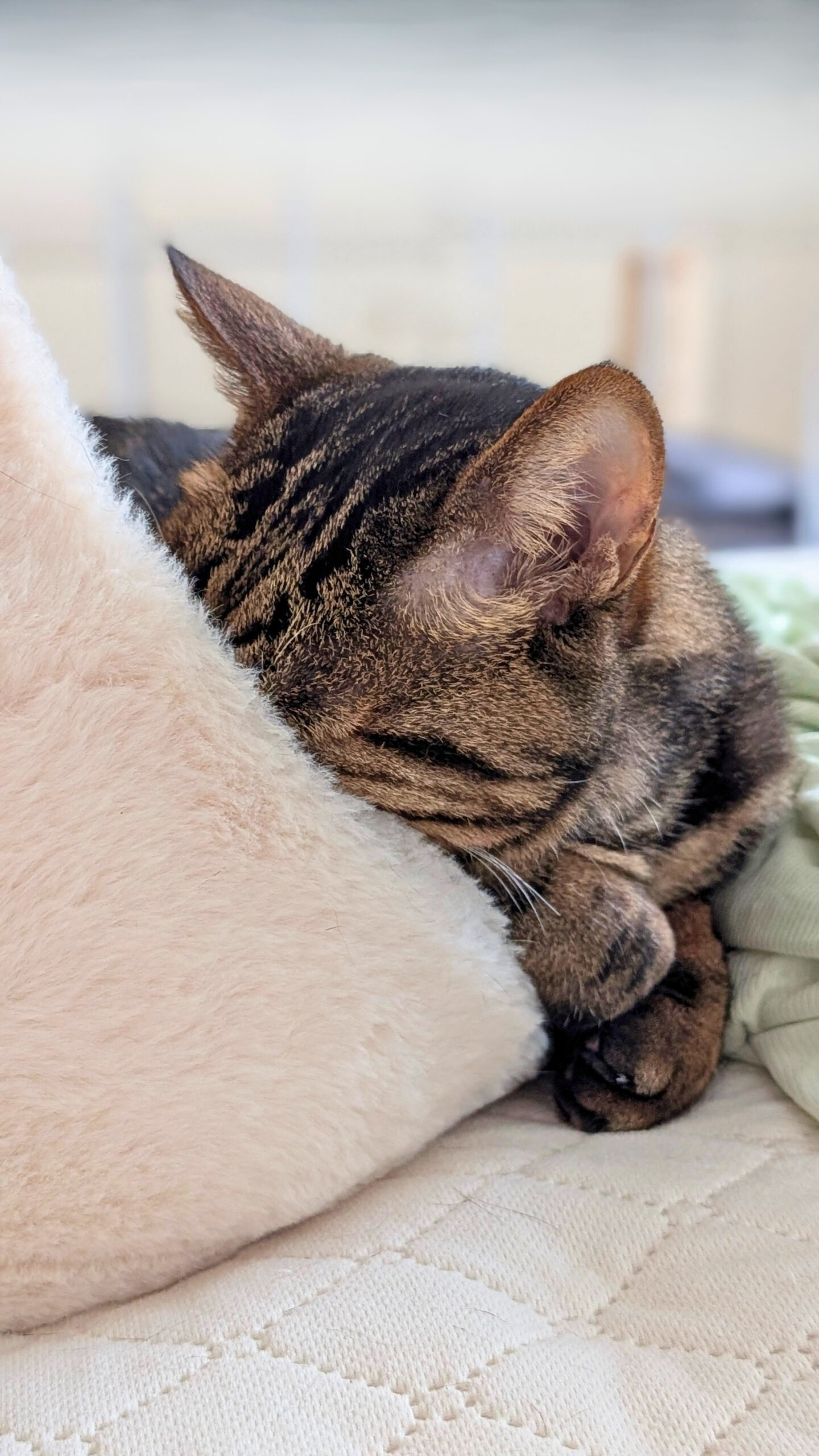 猫　とらにゃん　キリスト教福音宣教会20260916