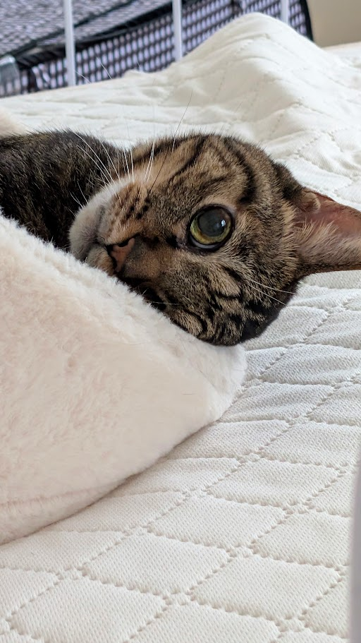 猫　とらにゃん　キリスト教福音宣教会20260911