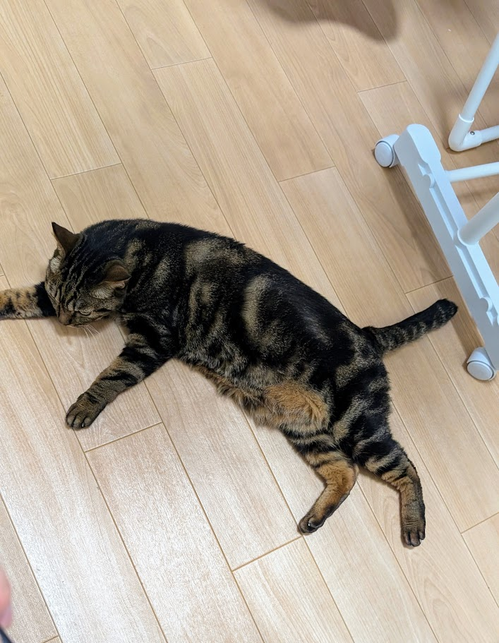 猫　とらにゃん　キリスト教福音宣教会20260901