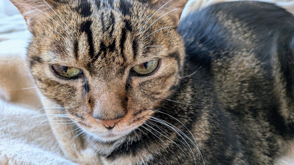 猫　とらにゃん　キリスト教福音宣教会20261029